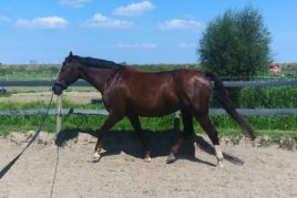 Longeren
